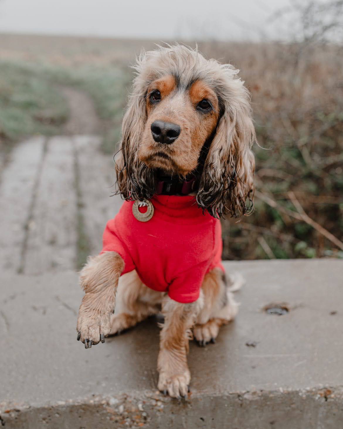 Dog Fleeces