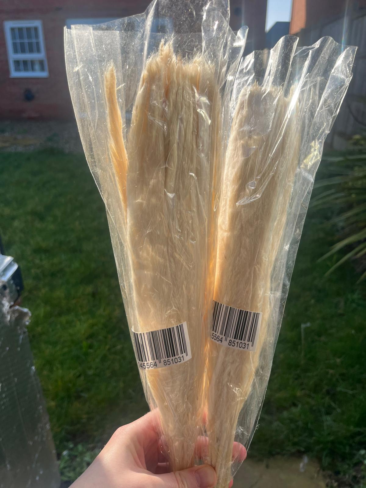 Mixed pampas grass bunny tails flowers joblot x100
