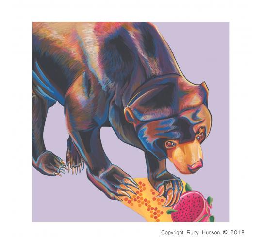 50 Quality Square Sun Bear Greeting Cards, Designer Greeting Card, Bulk Buy Cards